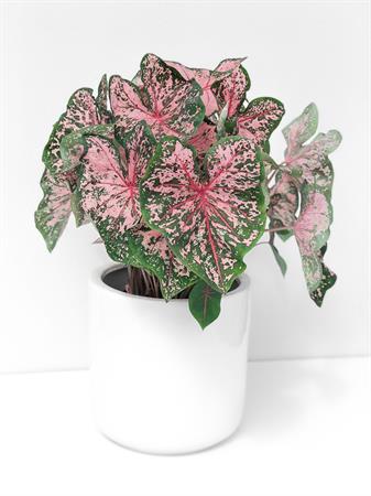 Caladium verde e rosa