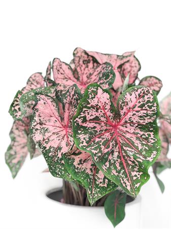 Caladium verde e rosa
