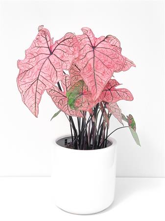 Caladium rosa