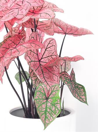 Caladium rosa