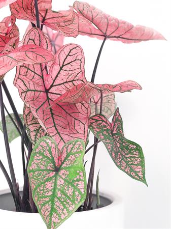Caladium rosa