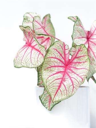 Caladium bianco e rosa