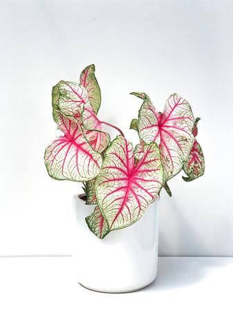 Caladium bianco e rosa