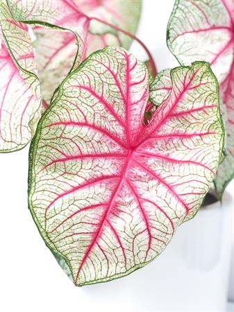 Caladium bianco e rosa