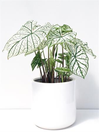 Caladium bianco