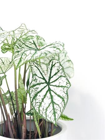 Caladium bianco