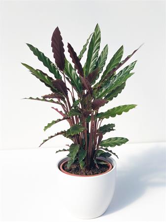 Calathea Insignis