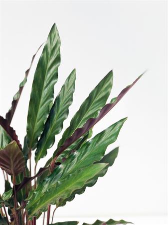 Calathea Insignis