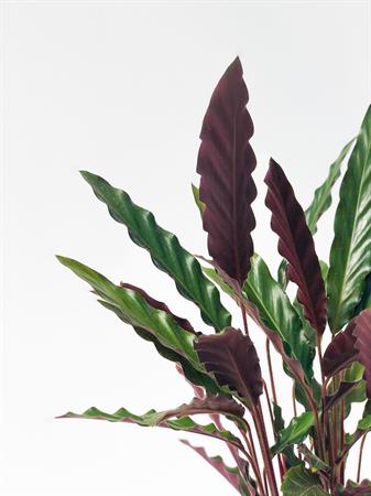 Calathea Insignis