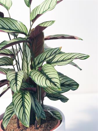 Calathea Ornata