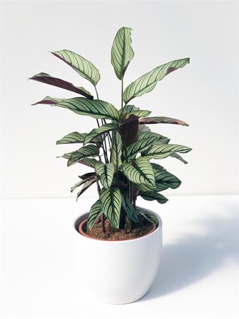 Calathea Ornata
