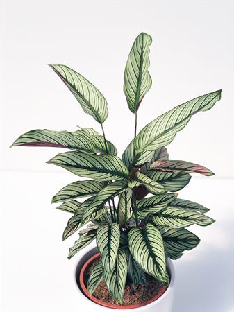 Calathea Ornata