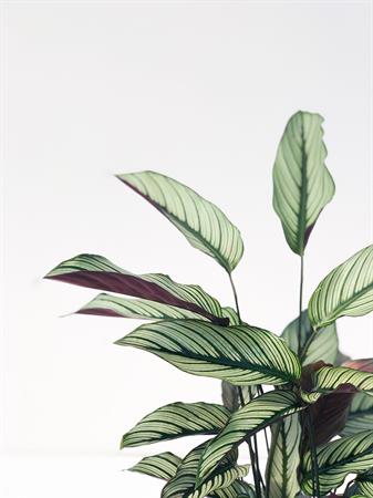 Calathea Ornata