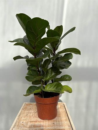 Ficus Lyrata baby