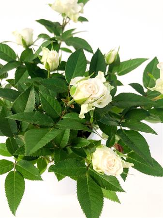 Rosellina bianca