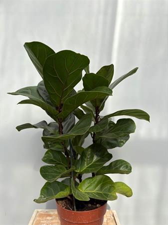 Ficus Lyrata baby