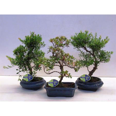 Bonsai