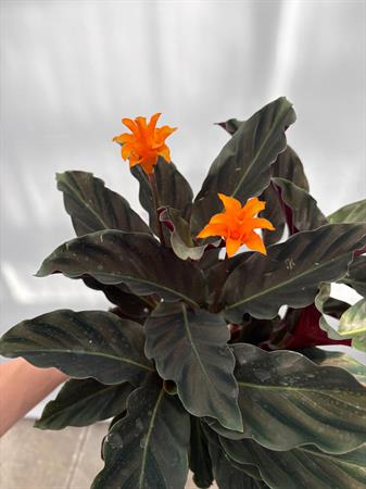 Calathea Crocata
