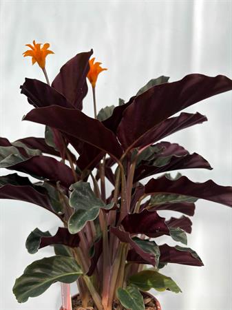 Calathea Crocata