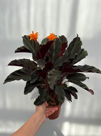 Calathea Crocata