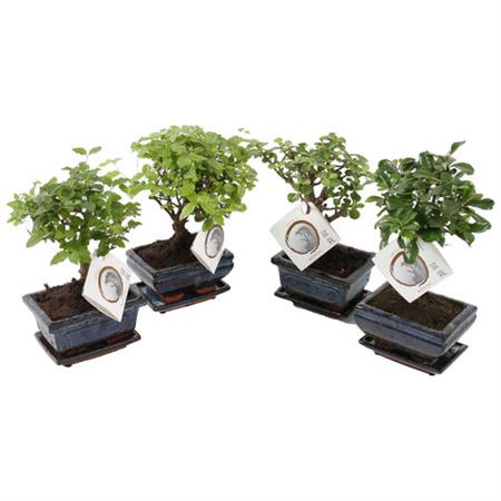 Bonsai grande