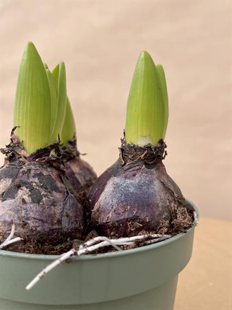 Vaso con tre giacinti