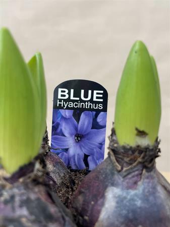 Vaso con tre giacinti