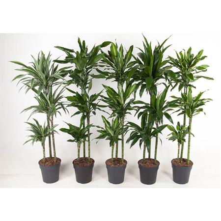 Dracaena d.24