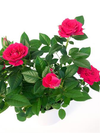 Rosellina rossa