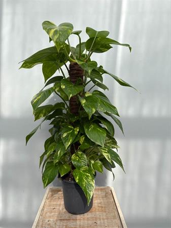 Pothos in palo muschiato