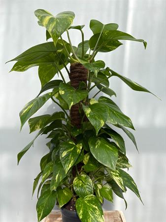 Pothos in palo muschiato