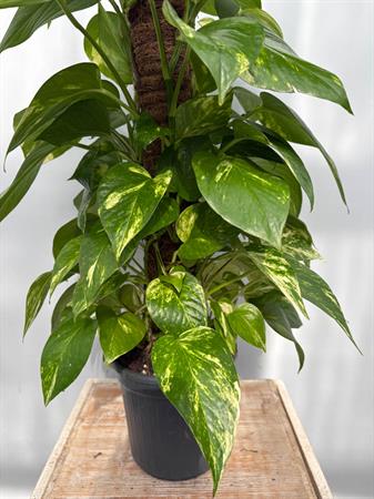 Pothos in palo muschiato