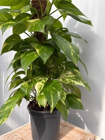 Pothos in palo muschiato