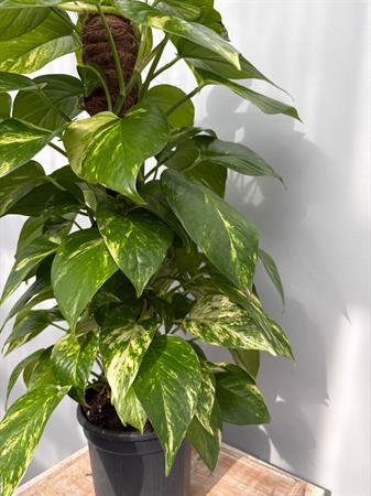 Pothos in palo muschiato
