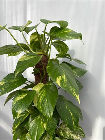 Pothos in palo muschiato