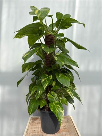 Pothos in palo muschiato