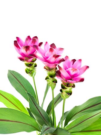 Curcuma