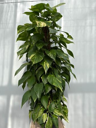 Pothos grande in palo muschiato