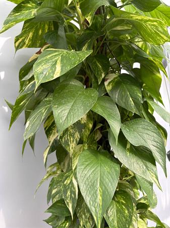 Pothos grande in palo muschiato