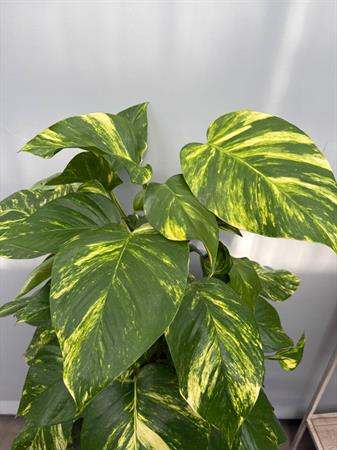 Pothos grande in palo muschiato