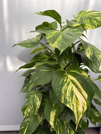 Pothos grande in palo muschiato