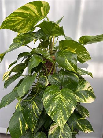 Pothos grande in palo muschiato