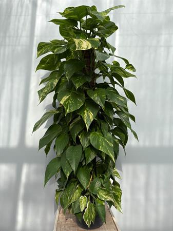 Pothos grande in palo muschiato