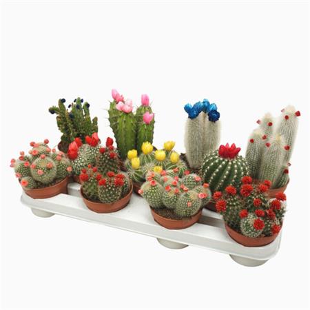 Cactus e succulente d.10 cm con fiori applicati