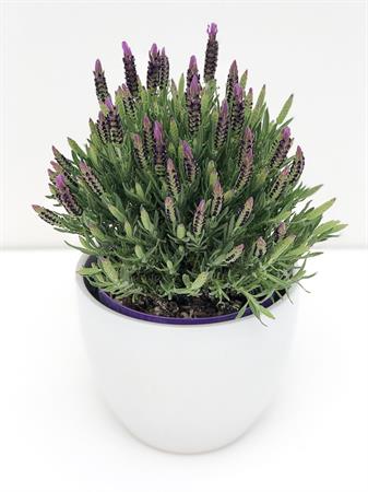 Lavanda Stoechas grande