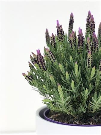 Lavanda Stoechas grande