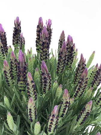Lavanda Stoechas grande