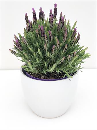 Lavanda Stoechas grande