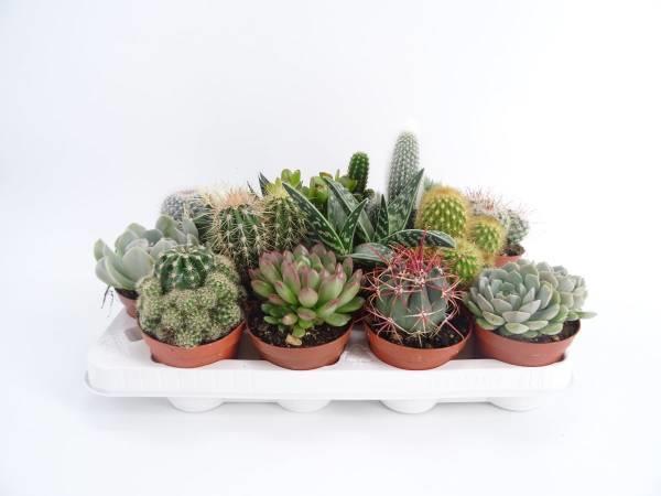 Aloe vaso viso