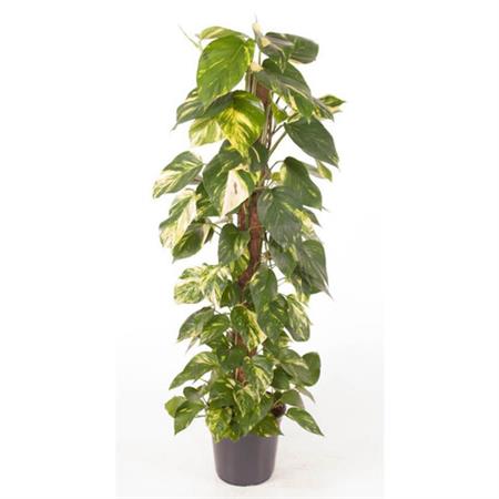 Pothos bastone